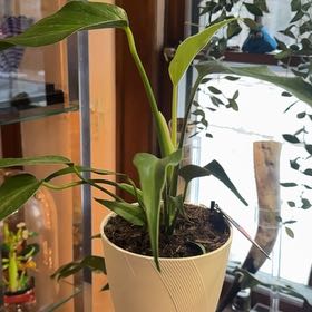 Photo of the plant species Burle Marx Flame Monstera by @NJPlantDaddy named Beckham 2 on Greg, the plant care app