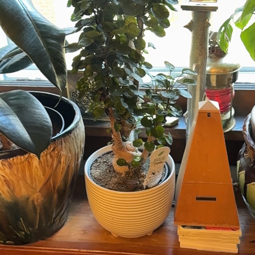 Photo of the plant species Aralia Fabian by @NJPlantDaddy named Messi on Greg, the plant care app