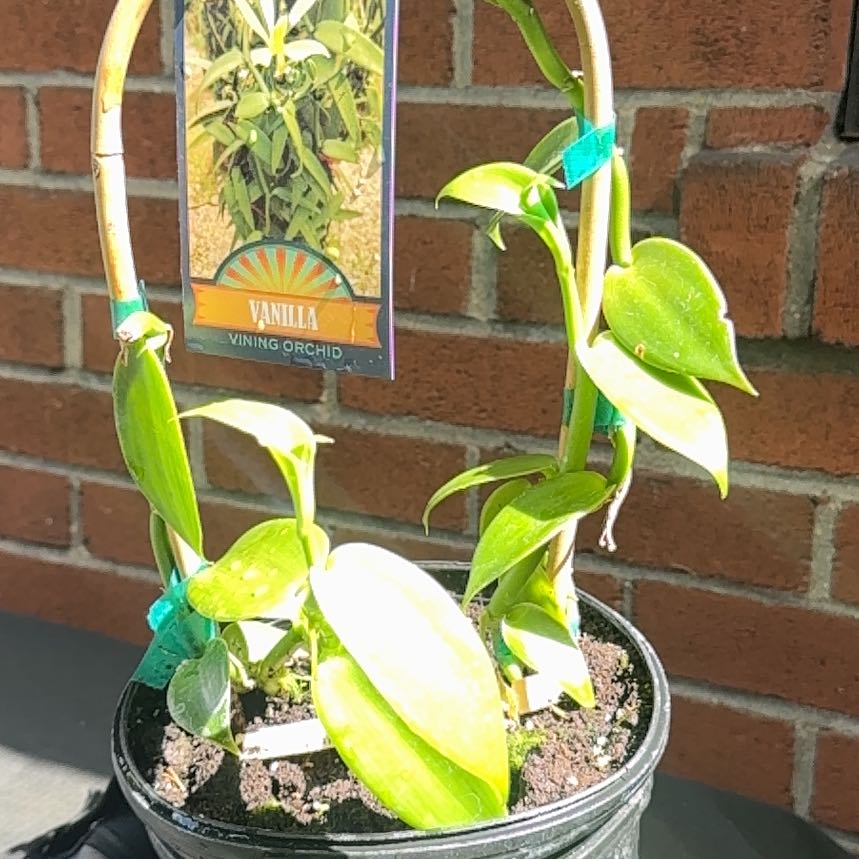 Photo of the plant species Flat Leafed Vanilla by @NJPlantDaddy named Robert Plant on Greg, the plant care app