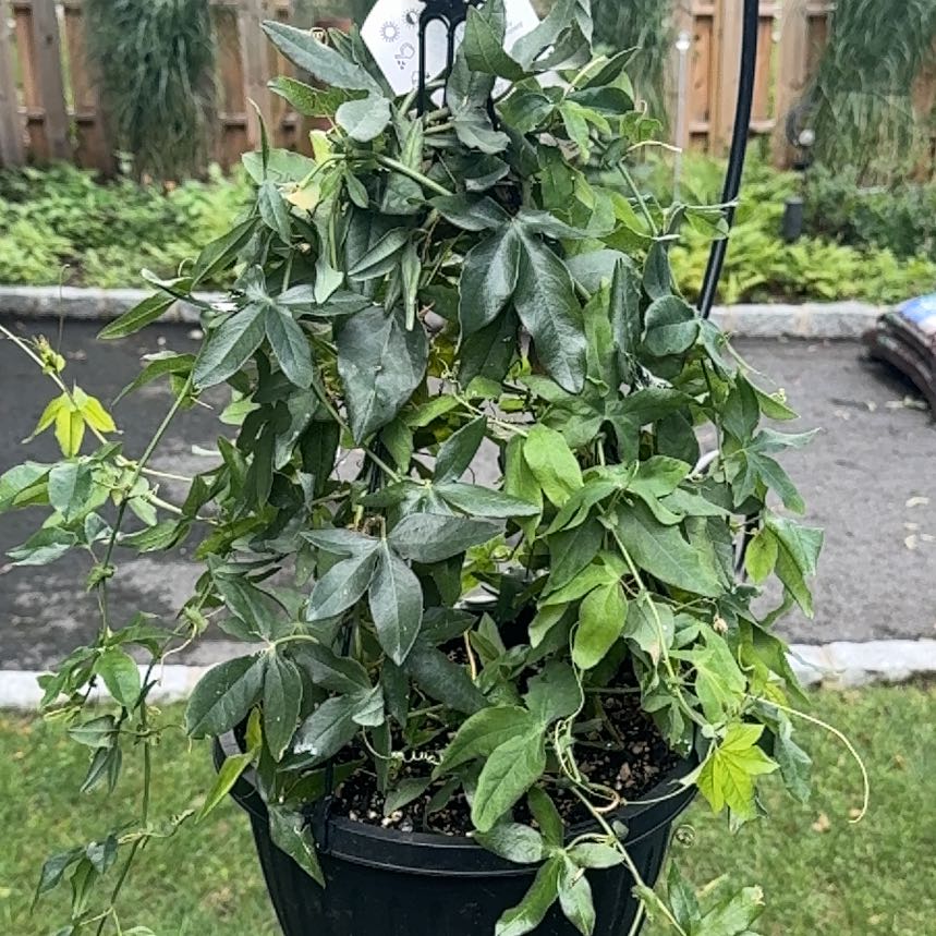 Photo of the plant species Bluecrown Passionflower by @NJPlantDaddy named Lola on Greg, the plant care app