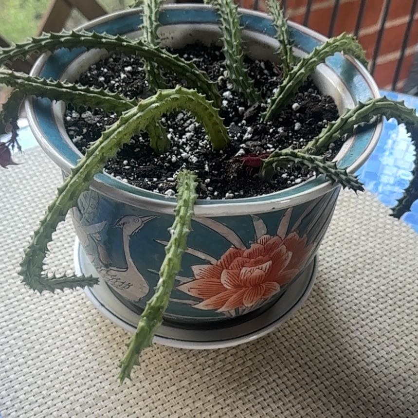 Photo of the plant species Red Dragon Flower by @NJPlantDaddy named Fernie Mercury on Greg, the plant care app