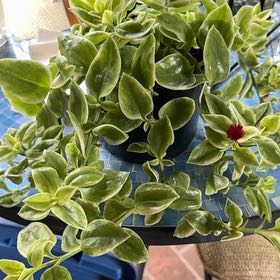 Photo of the plant species mezoo trailing red by @NJPlantDaddy named Dax on Greg, the plant care app