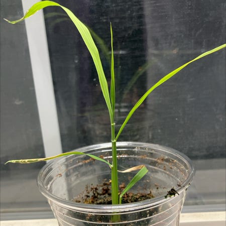 Photo of the plant species Asian Rice by @purplegreen865 named Oryza on Greg, the plant care app