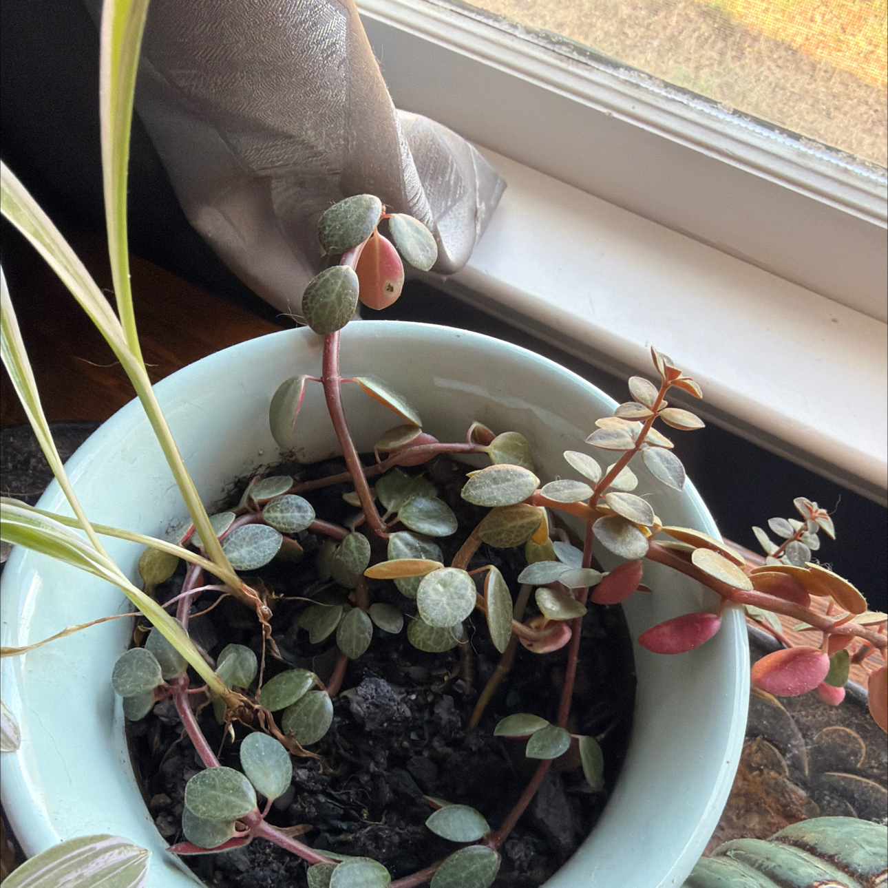 Photo of the plant species Peperomia verticillata 'Red Log' by @jhays named Prince on Greg, the plant care app