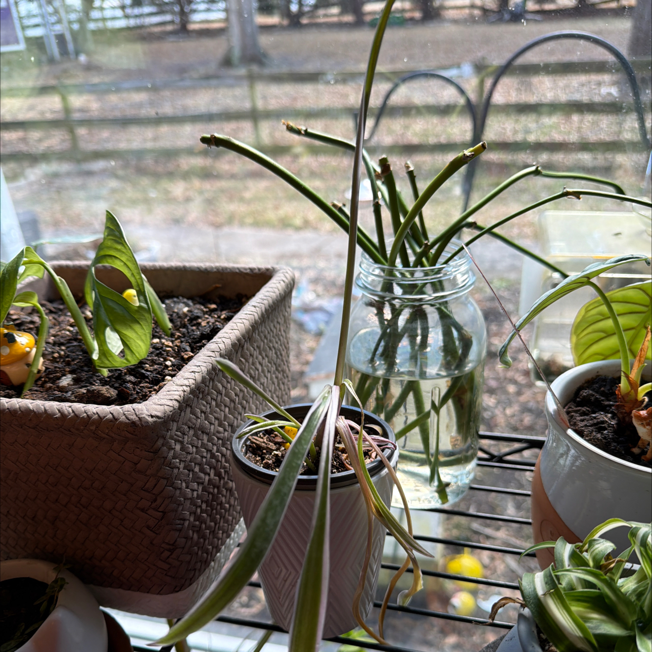 Photo of the plant species Variegated Silver Squill by @jhays named Kardashian on Greg, the plant care app