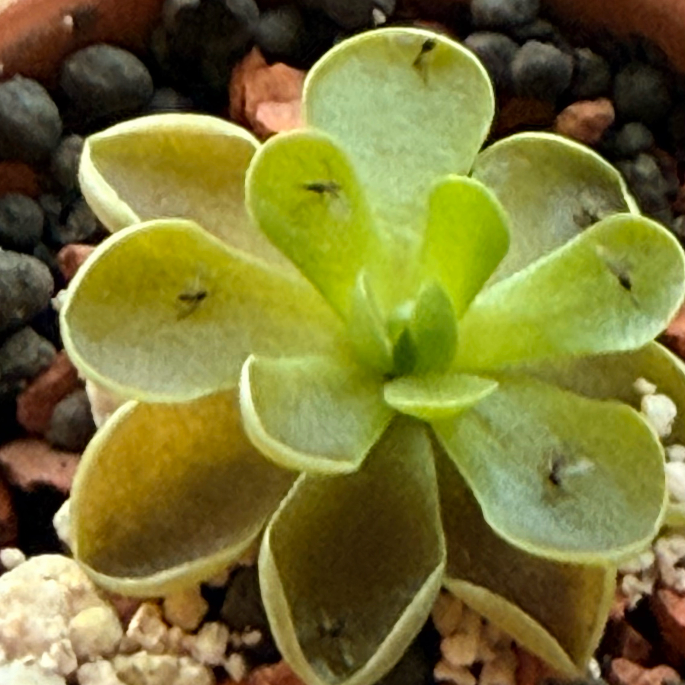 Photo of the plant species Mexican Butterwort by @jhays named Mantequilla on Greg, the plant care app