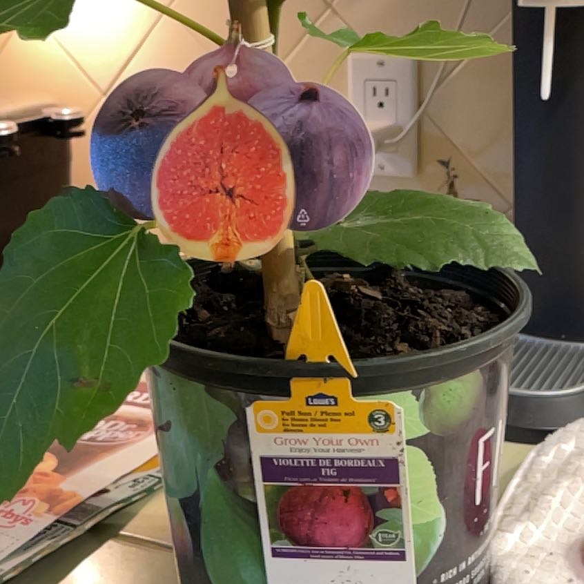Violette De Bordeaux Fig Plant Care Water Light Nutrients Greg App 