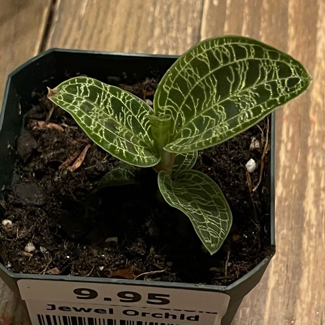 Lightning Bolt Jewel Orchid in a pot with visible soil and vibrant green leaves with white veining.