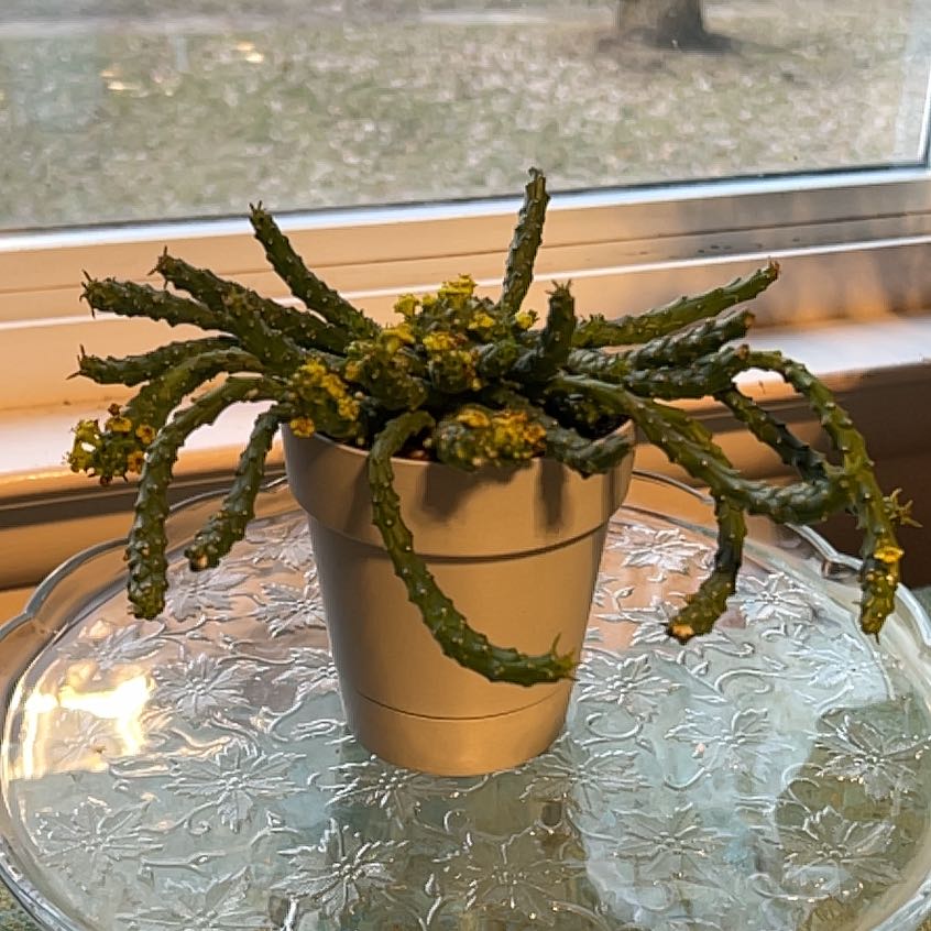 Potted Medusa's Head plant with green stems and small yellow flowers near a window.