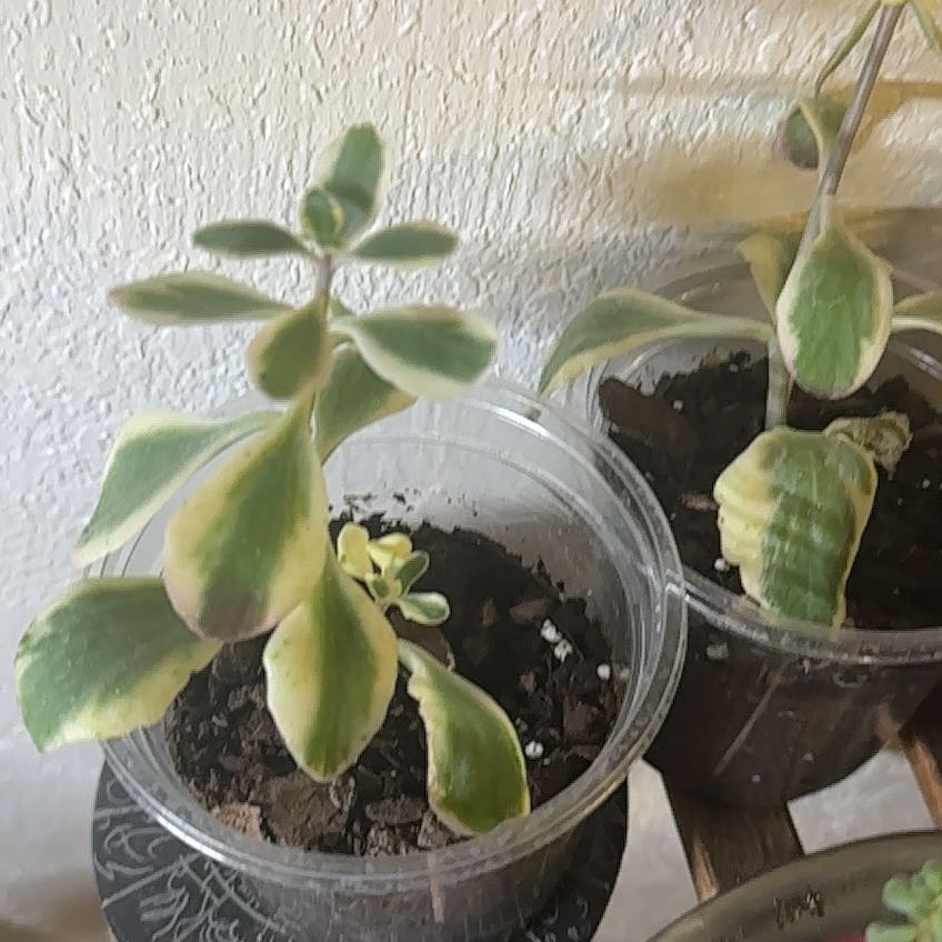 Photo of the plant species Lavender Scallops by @EventfulChaya named Drake on Greg, the plant care app