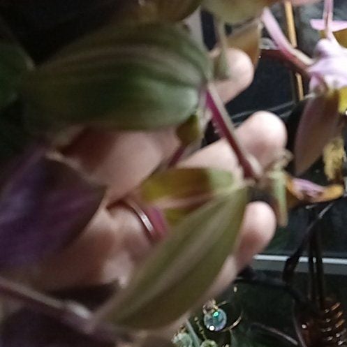 Plant care for Tradescantia Lavender on Greg, the plant care app