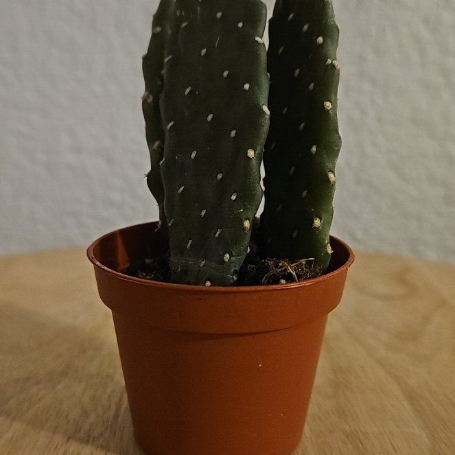 Photo of the plant species Prickly Pear by @ConfidentGrass named Nopalito on Greg, the plant care app