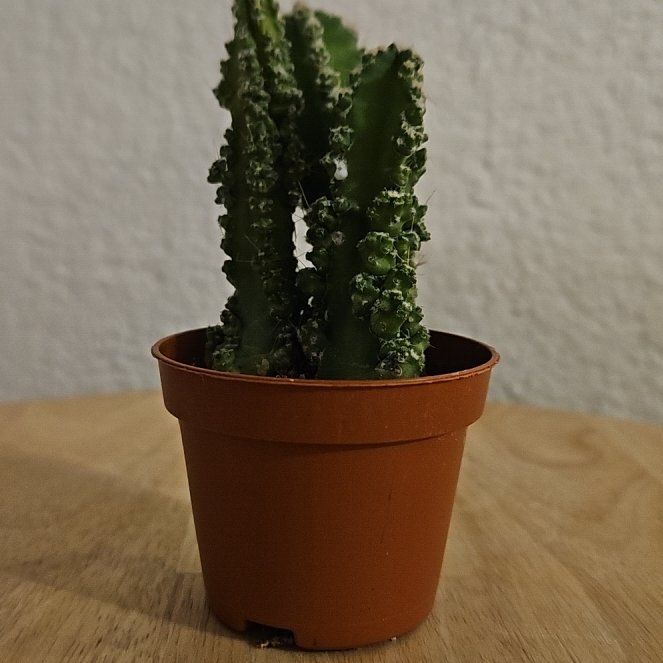 Photo of the plant species Cereus peruvianus 'Paolina' by @ConfidentGrass named Sparagusus on Greg, the plant care app