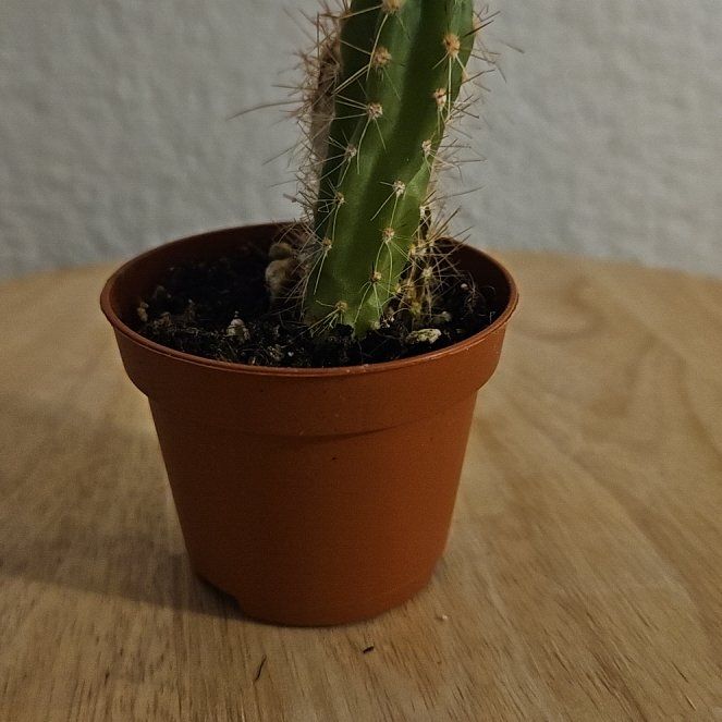 Photo of the plant species Cereus peruvianus 'Paolina' by @ConfidentGrass named Sparagusus on Greg, the plant care app