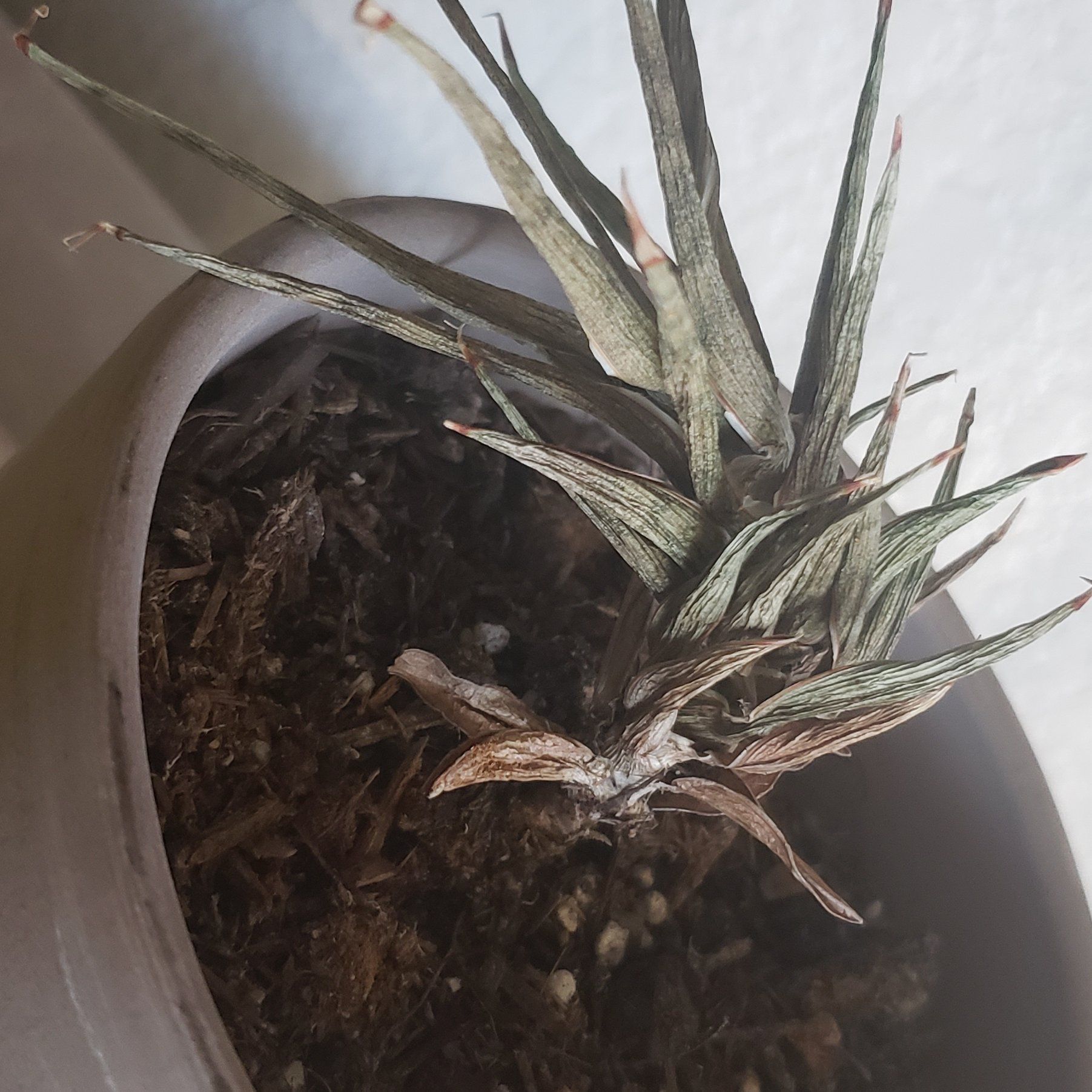 Sansevieria francisii plant in a pot with dry, discolored leaves and visible soil.