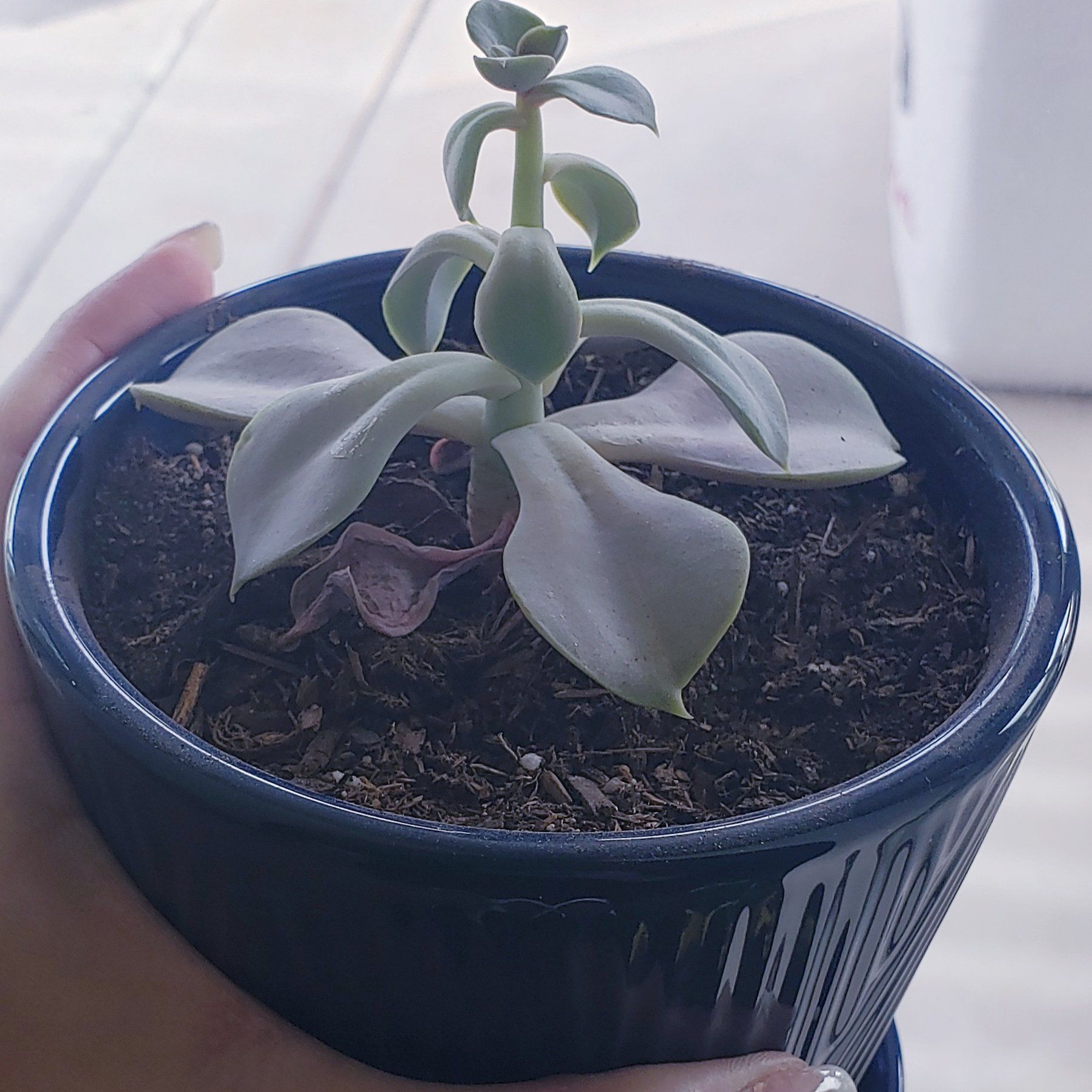 Potted Echeveria laui succulent held by a person, with some wilted lower leaves.