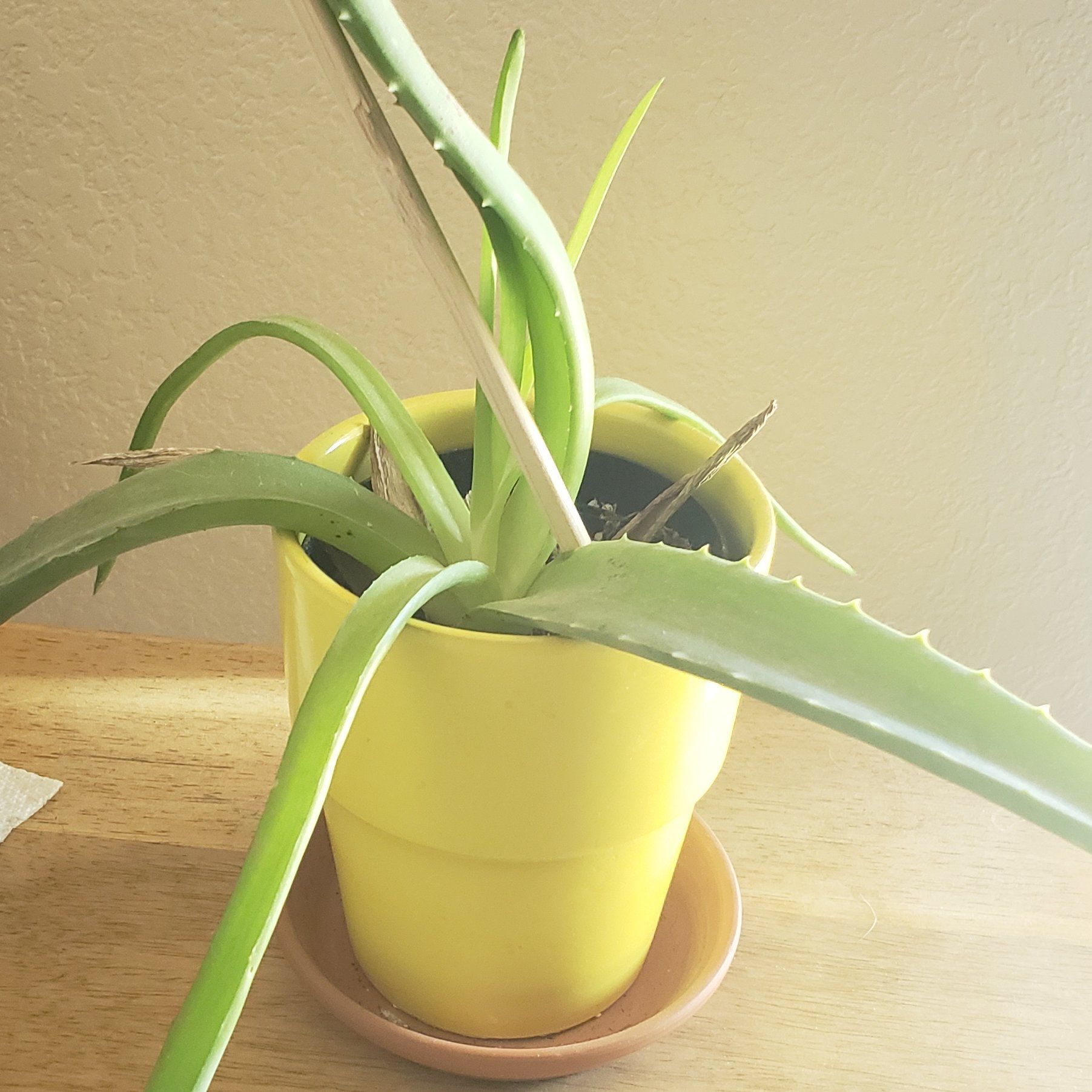 Photo of the plant species Aloe by @AdvisableLovage named Yoda on Greg, the plant care app