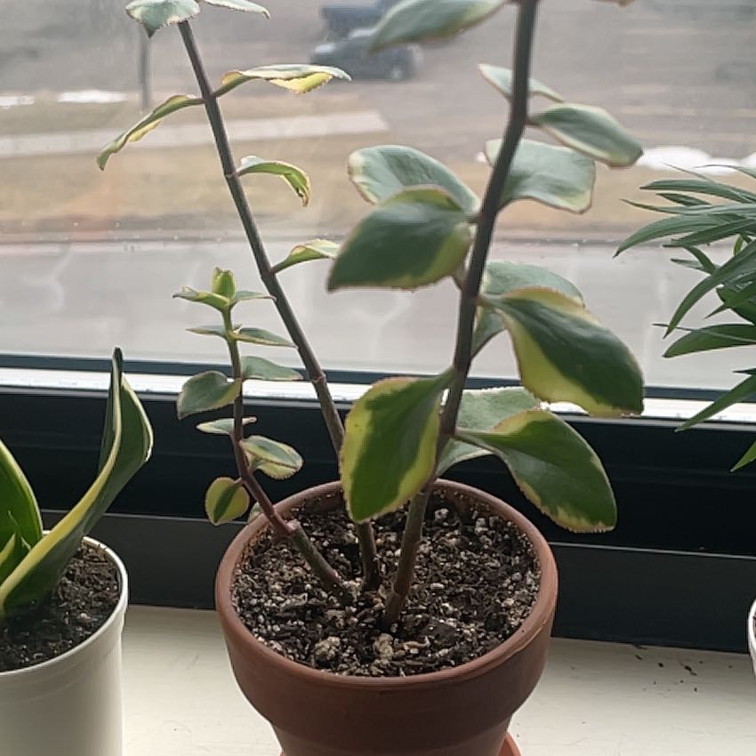 Photo of the plant species Variegated Trailing Jade Plant by @RealOxeyedaisy named Duke on Greg, the plant care app