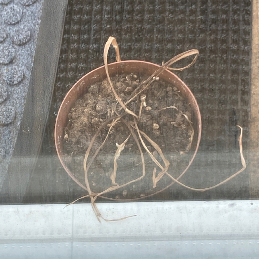 Spider Plant plant photo by Kitty named Spiro on Greg, the plant care app.