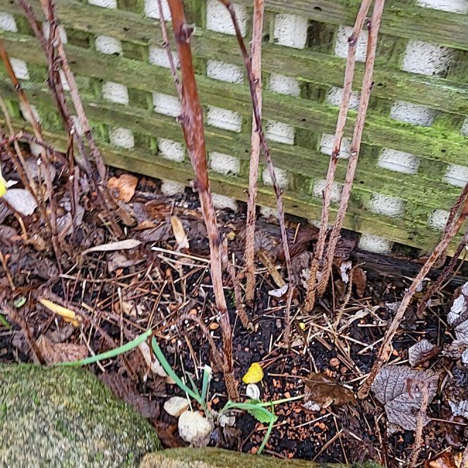 Photo of the plant species Raspberry 'Malling Promise' by @ZingBeachrose named Messi on Greg, the plant care app