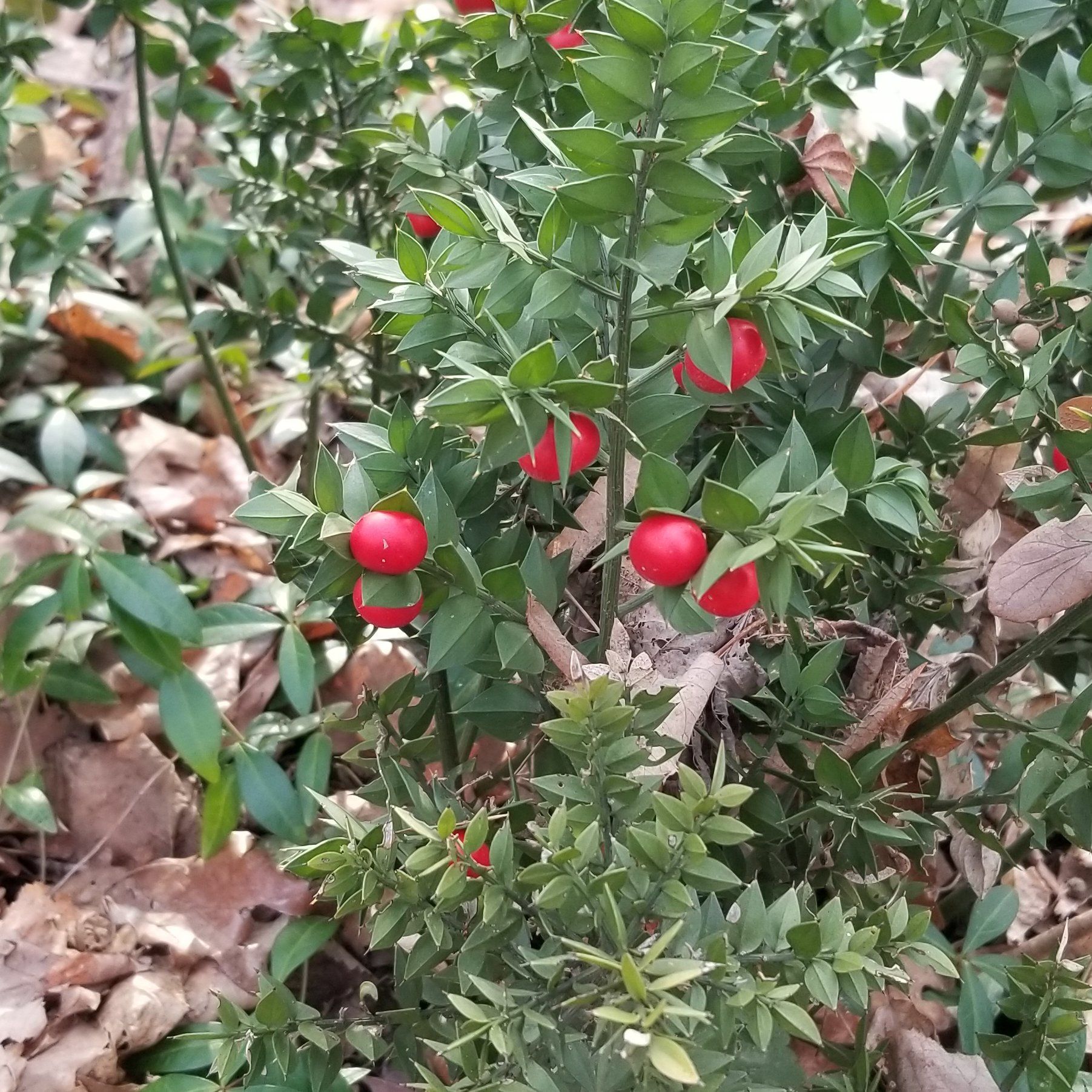 Box Holly plant with green leaves and red berries, appearing healthy.