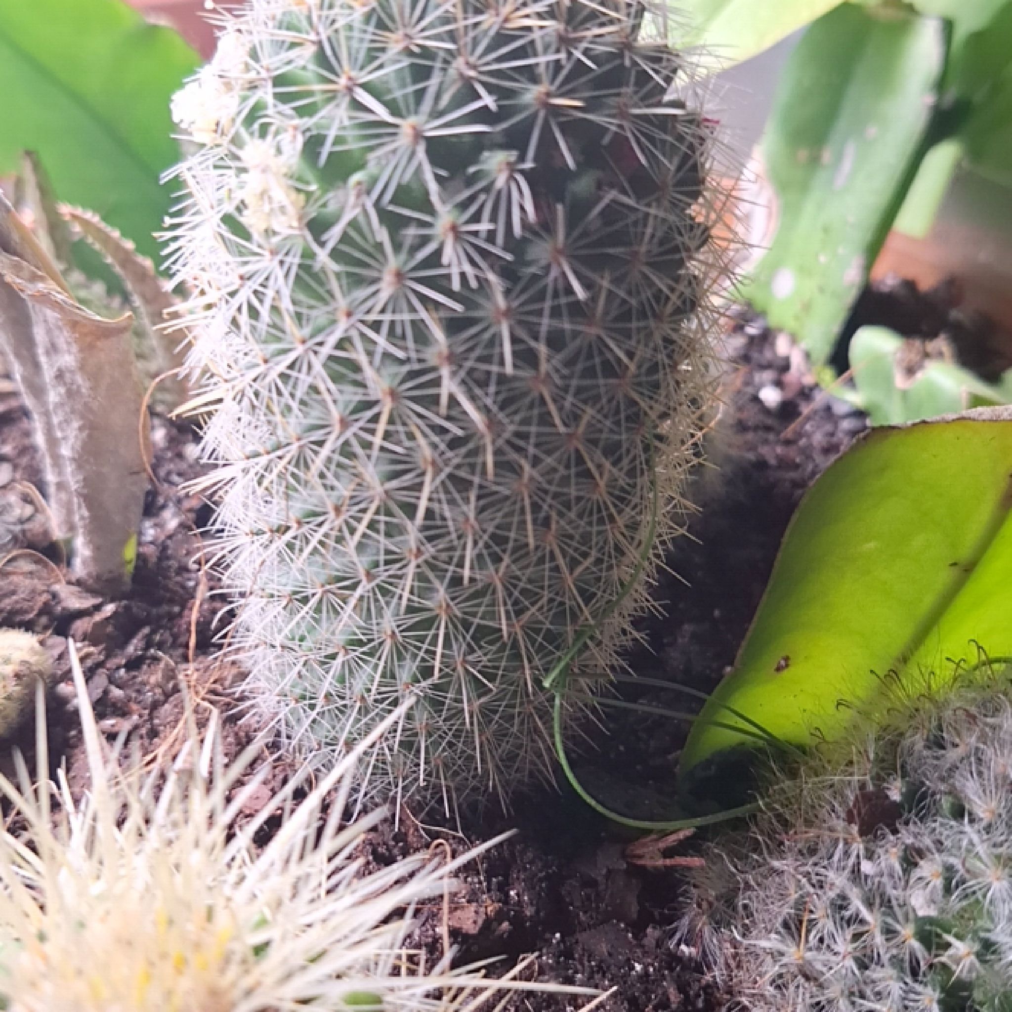 Rattail Nipple Cactus in a pot with visible spines and soil.