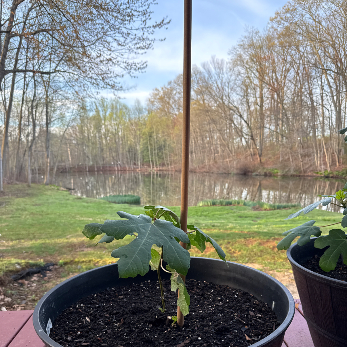 Photo of the plant species Black Mission Fig by @FrostedOwl named Felix on Greg, the plant care app