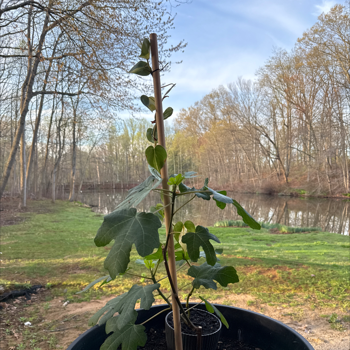 Photo of the plant species Black Mission Fig by @FrostedOwl named Francesca on Greg, the plant care app