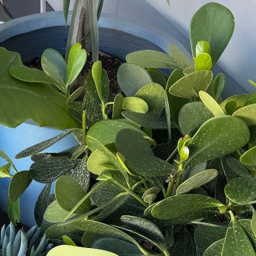 Photo of the plant species Small Leaf Clusia by @StellarMossfern named Athena on Greg, the plant care app