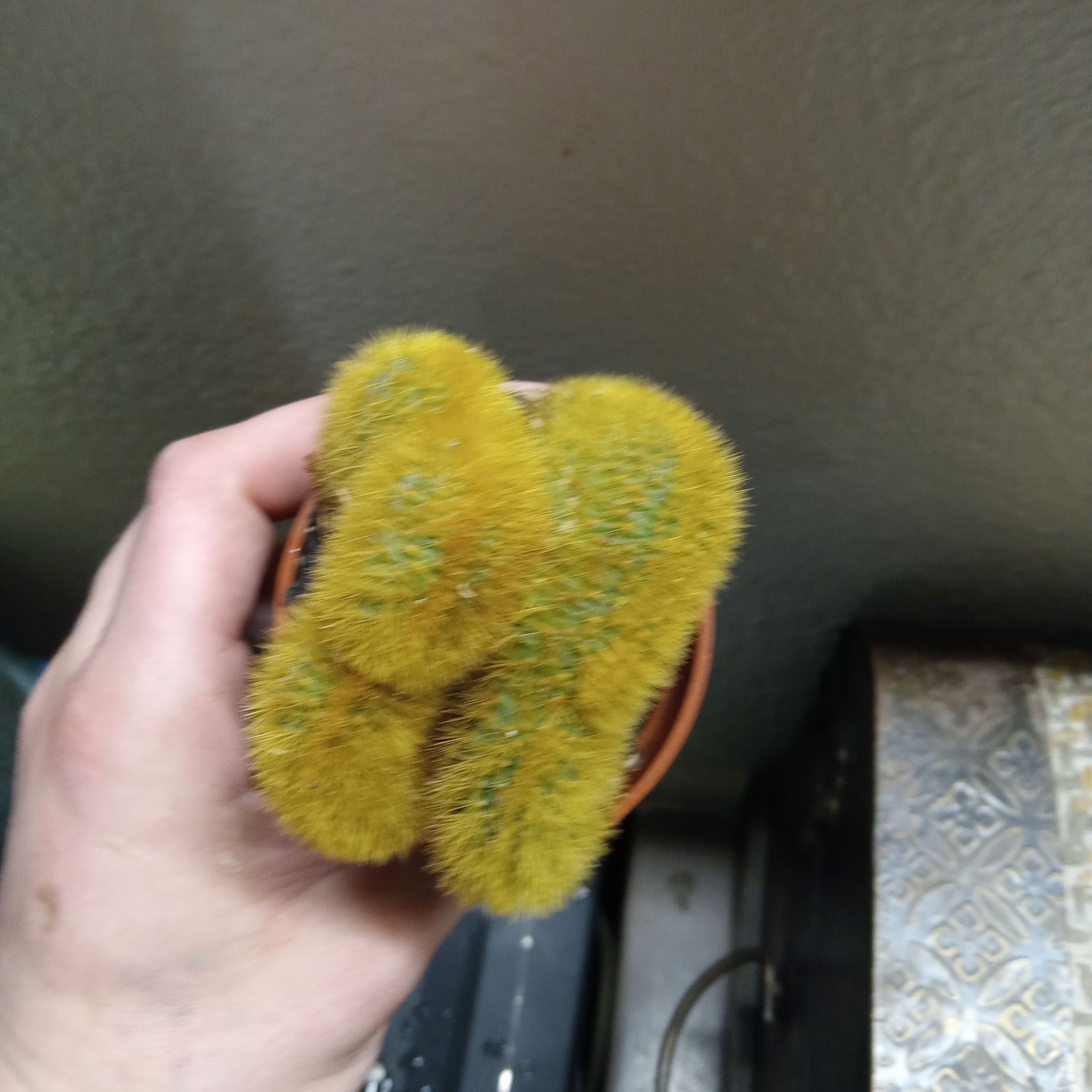 Photo of the plant species Crested Golden Rat Tail by @BreezyPetunia named Ella on Greg, the plant care app