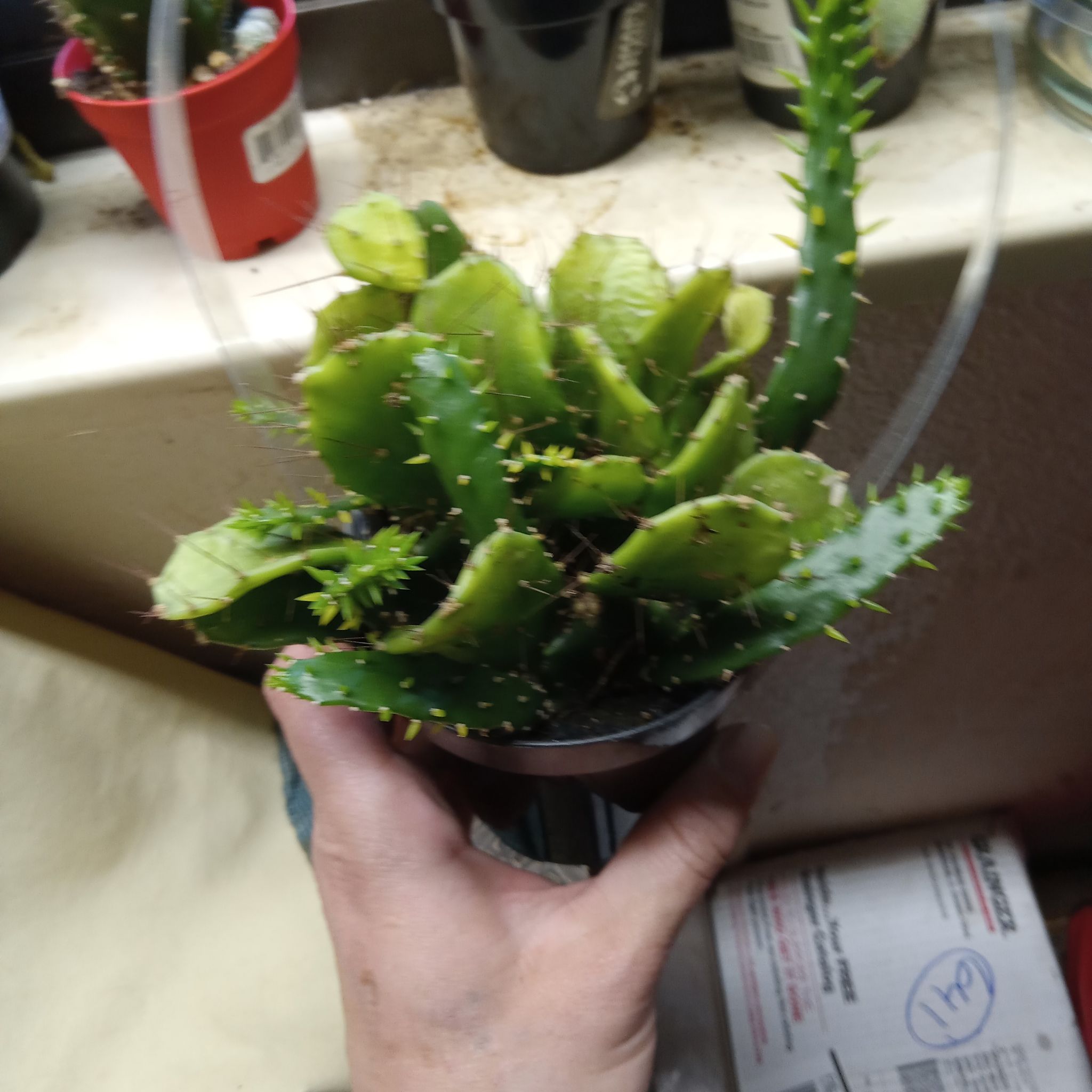 Photo of the plant species prickly pear by @BreezyPetunia named Lord plantis on Greg, the plant care app