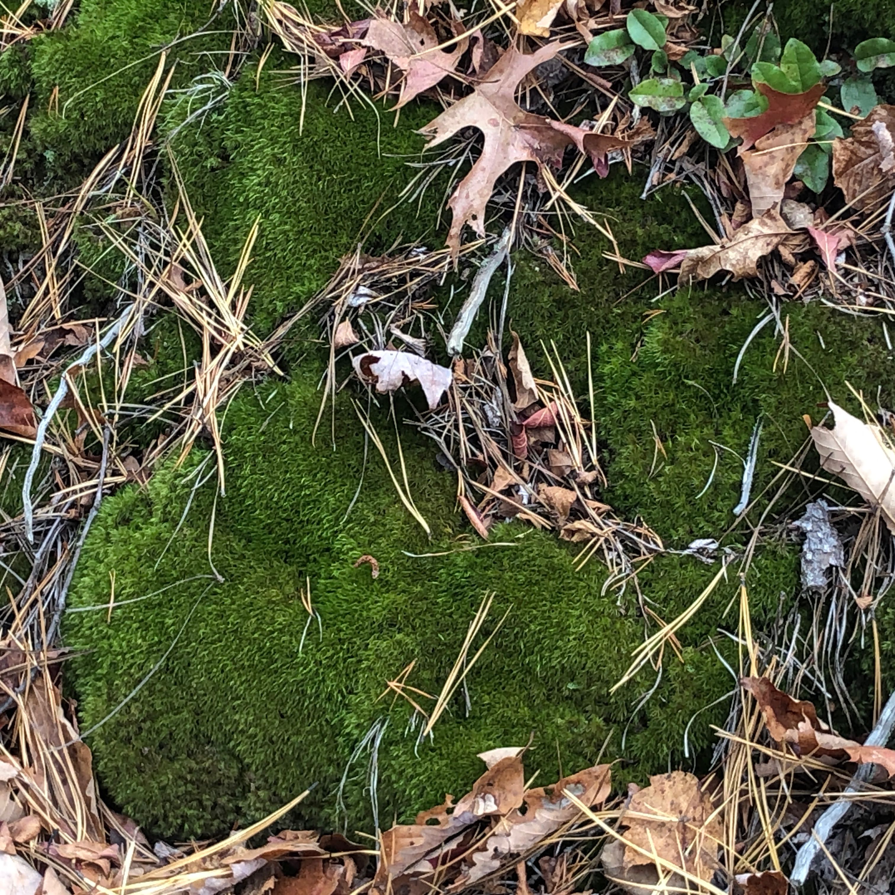 Dense patch of green moss, likely Broom Forkmoss, among fallen leaves and pine needles.