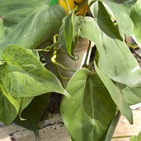 Photo of the plant species Philodendron hederaceum 'Carnival' by @KinglyArugula named Eva on Greg, the plant care app