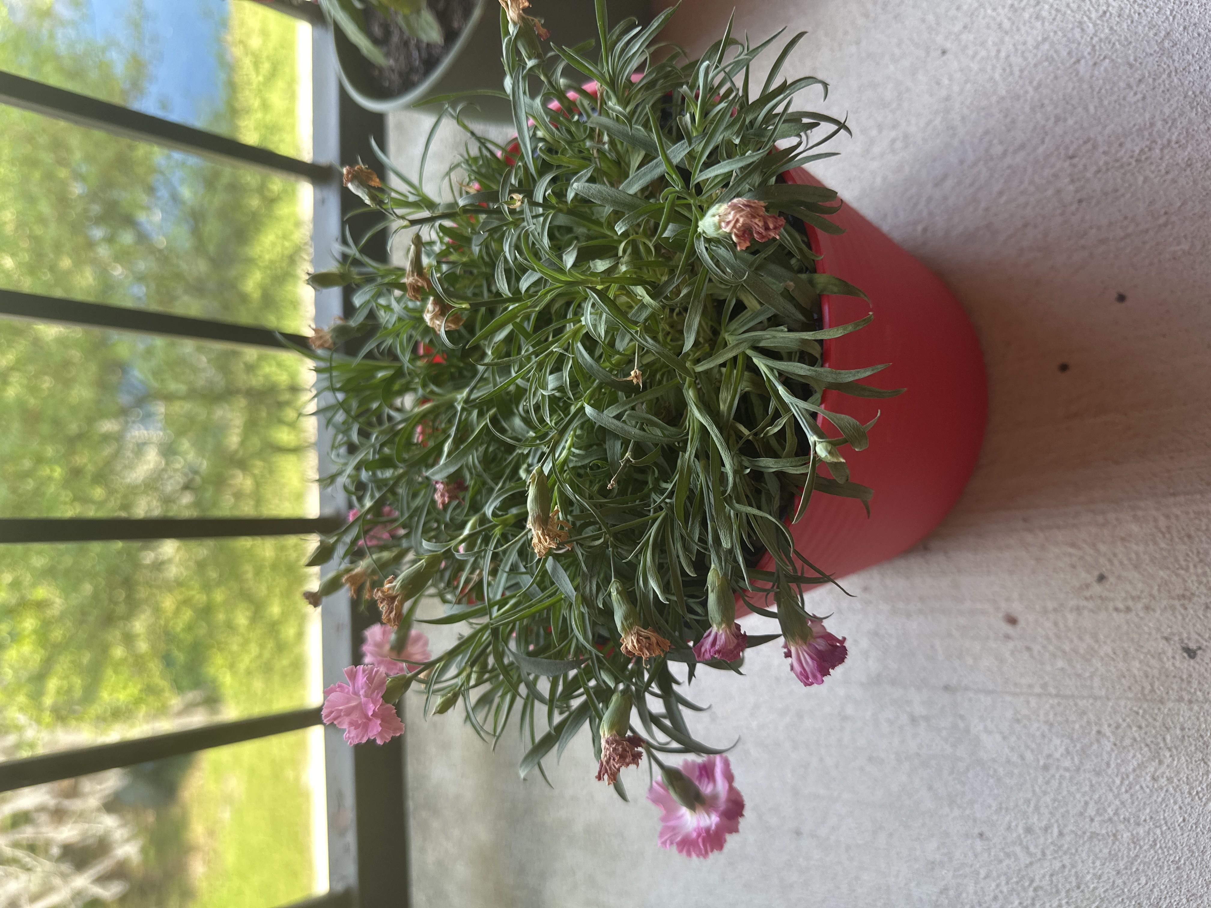 Photo from the post