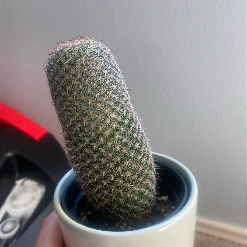 Thumb Cactus in a small pot, appears healthy with no visible signs of disease.