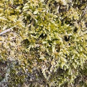 Photo of the plant species Cypress-Leaved Plait Moss by @WarmWildpansy named Duke on Greg, the plant care app