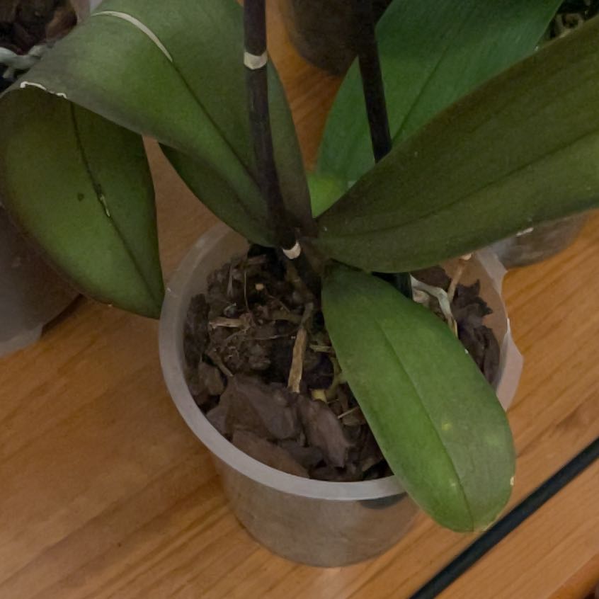 Photo of the plant species Showy Orchid by @CuteRubyelfcup named Shakira on Greg, the plant care app