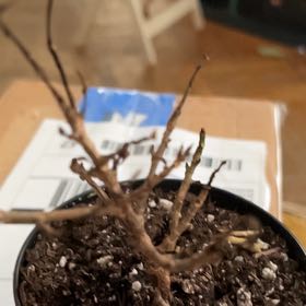 Photo of the plant species Beechdrops by @ClearHopsage named Apollo on Greg, the plant care app