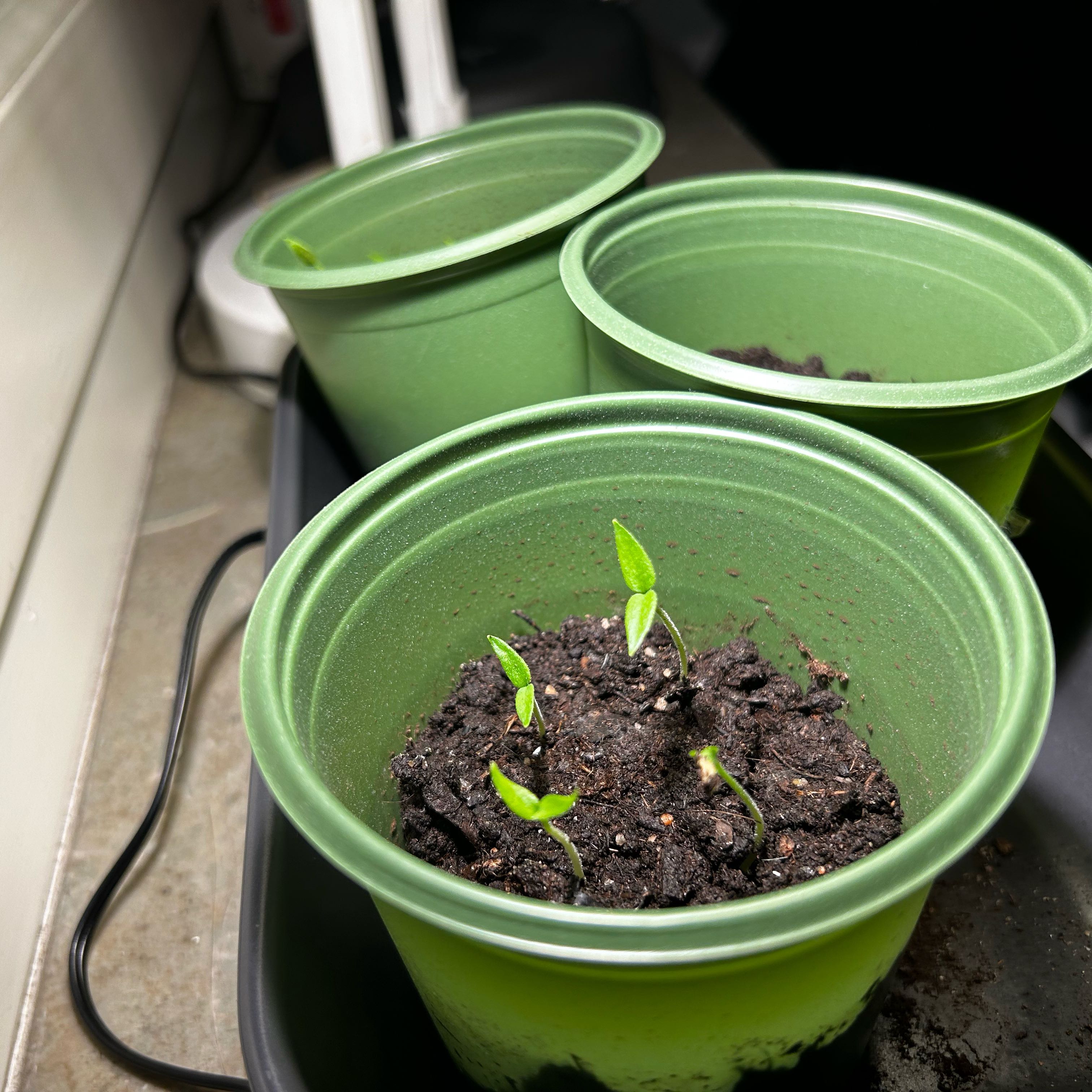 Young banana pepper seedlings in green plastic pots with moist soil.