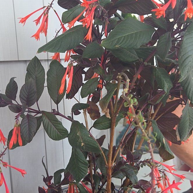 Photo of the plant species Bolivian Fuchsia by @RetentiveBuroak named Beckham on Greg, the plant care app