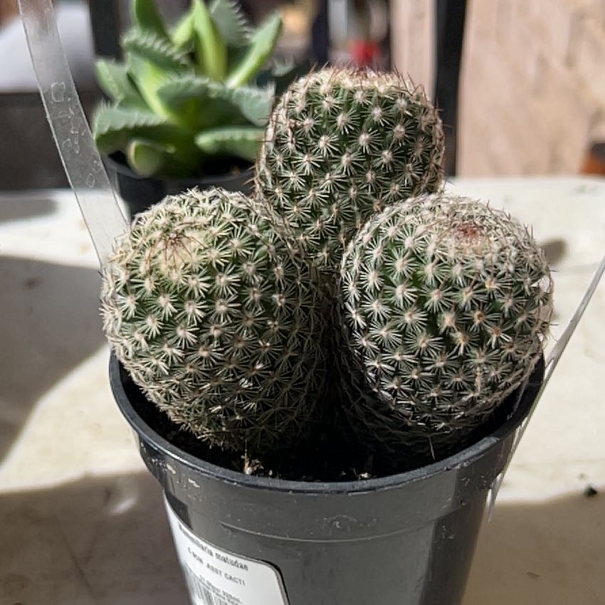 Thumb Cactus in a small black pot, appears healthy with no visible signs of distress.