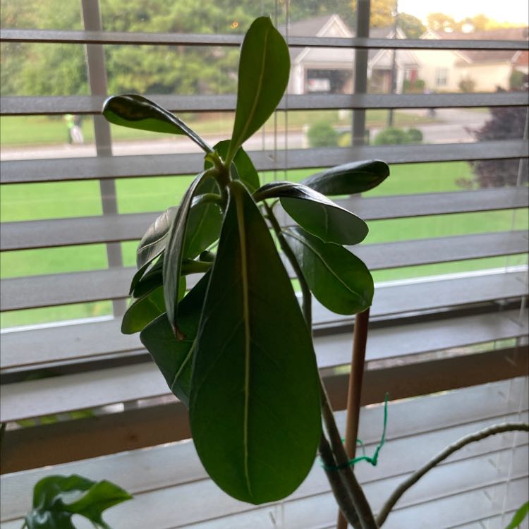 Desert Rose Plant with healthy green leaves near a window.