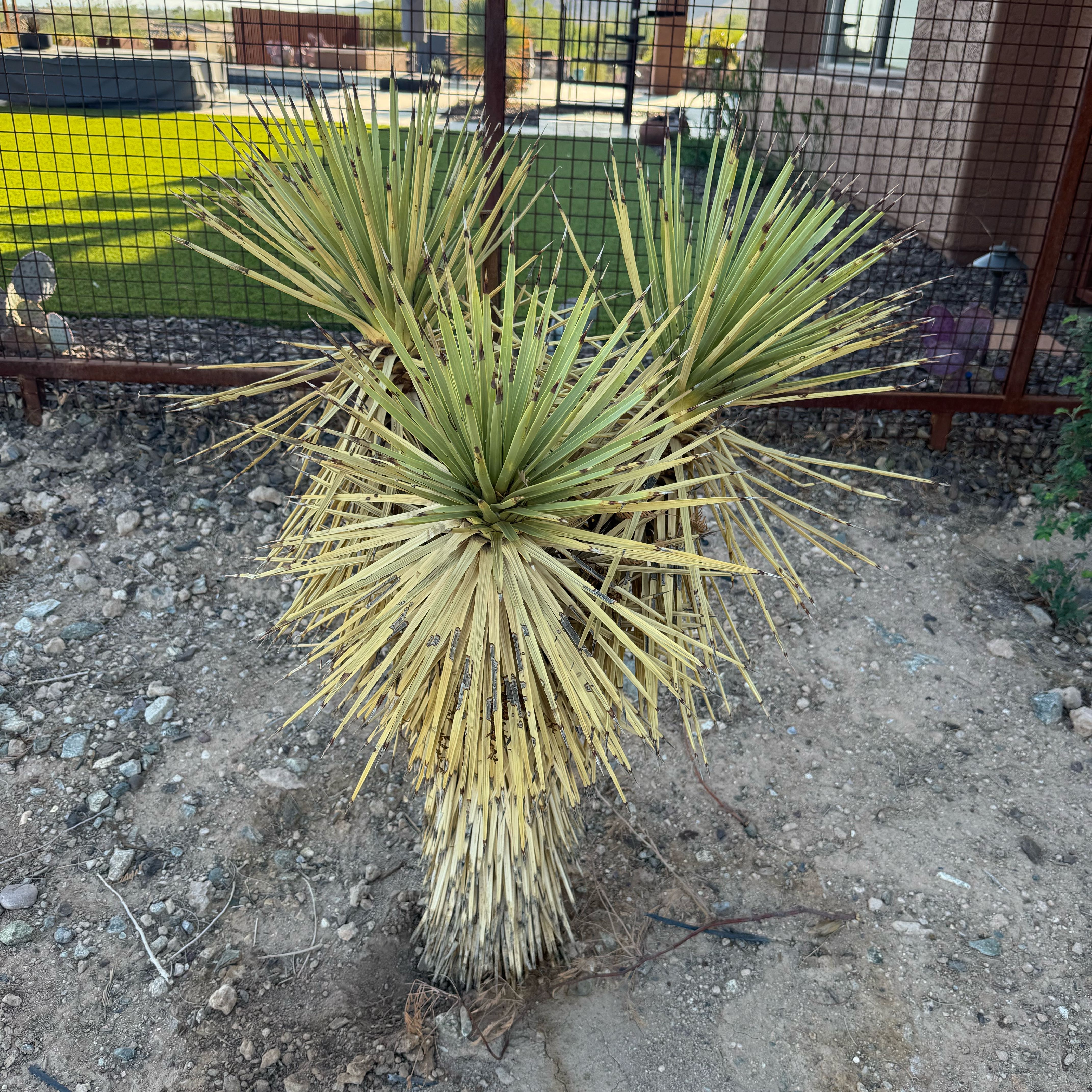 Photo of the plant species Pale Yucca by @AwakeMoonflower named Lebron on Greg, the plant care app