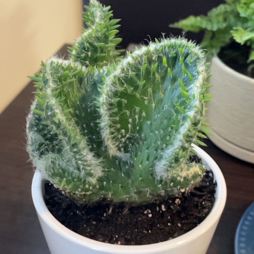 Photo of the plant species Austrocylindropuntia subulata f. cristata 'Snow Ridge' by @EarthyBluepearl named LiloStitch on Greg, the plant care app