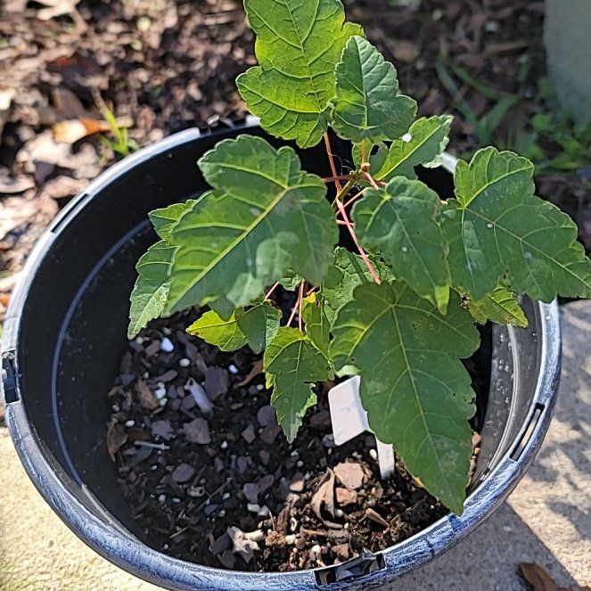 Photo of the plant species Amur Maple by @AdonicAnise named Delilah on Greg, the plant care app