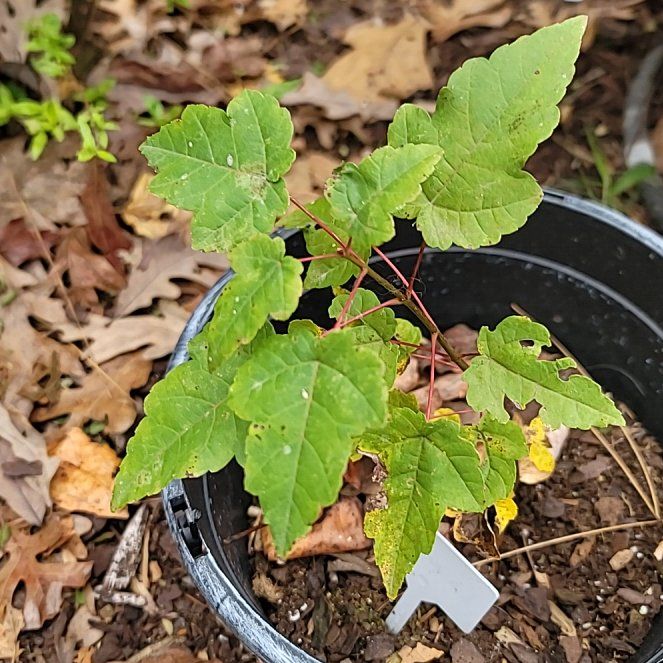 Photo of the plant species Amur Maple by @AdonicAnise named Sonora on Greg, the plant care app