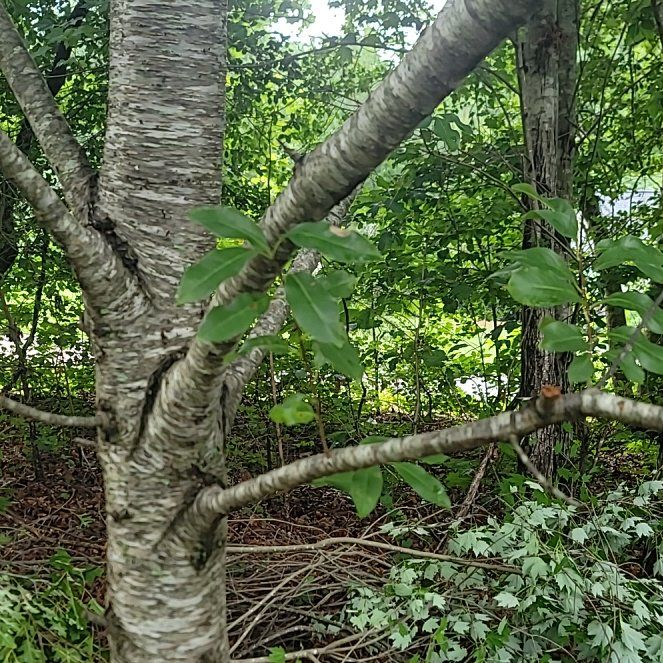 Photo of the plant species Black Cherry by @AdonicAnise named Aristotle on Greg, the plant care app