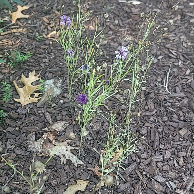 Photo of the plant species Cornflower by @AdonicAnise named Bieber on Greg, the plant care app
