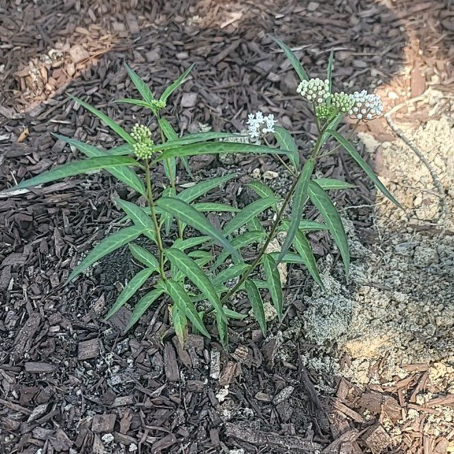 Photo of the plant species Asclepias Incarnata by @AdonicAnise named Darwin on Greg, the plant care app