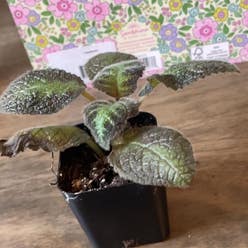 Flame Violet plant